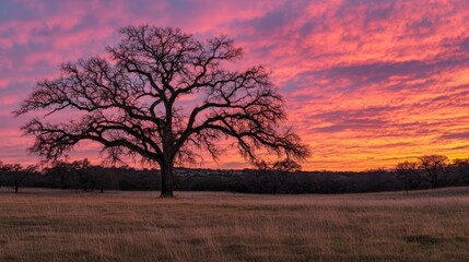 Lone Tree Silhouette Against Dramatic Colorful Sunrise Sky Over Golden Meadow