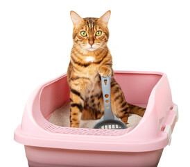 Bengal cat in the toilet. We teach the cat to use the litter box.