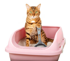 Bengal cat in the toilet. We teach the cat to use the litter box.