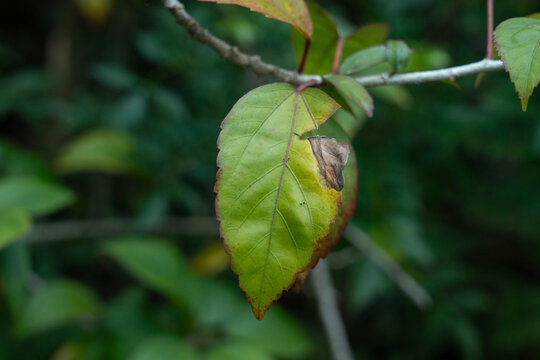Leaves, damaged leaves, insect bitten leaves, leaves with insects on them, broken leaves, withered leaves