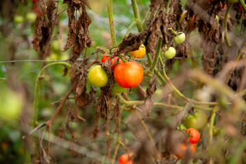 Fresh ripe tomatoes on the tree in the garden. Organic farming. Tomatoes ready for harvest