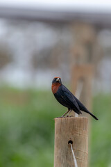 bird perched on a wooden stake