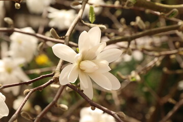 magnolia tree blossom