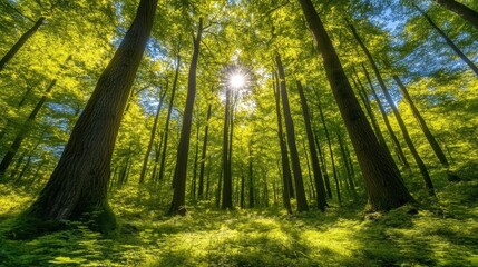 Obraz premium sunlit forest canopy lush green trees