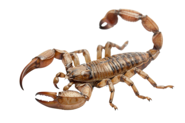 Detailed image of a scorpion with raised claws and curled tail
