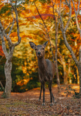 Deer on Miyajima Island, Hiroshima