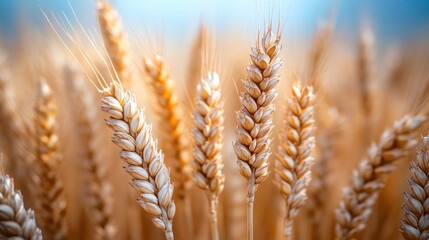 Wheat stalks swaying in field against blue sky background in sunlight during daytime, close-up