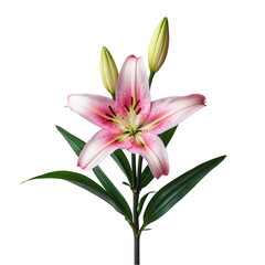 Fototapeta premium Pink Lily Blossom with Soft Petals Isolated on Transparent Background