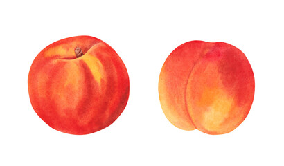 Watercolor peaches. Botanical hand drawn illustration, isolated on white background.
