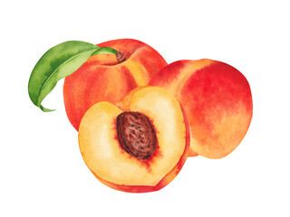 Watercolor botanical illustration of the peach fruits isolated on white background. Hand drawn peach and slice of peach