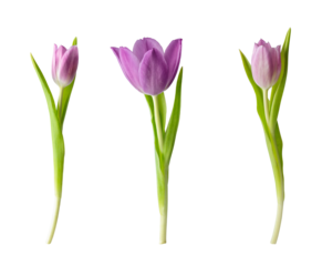 Purple tulip flowers isolated on transparent background. Springtime tulip flower for holiday decoration design.