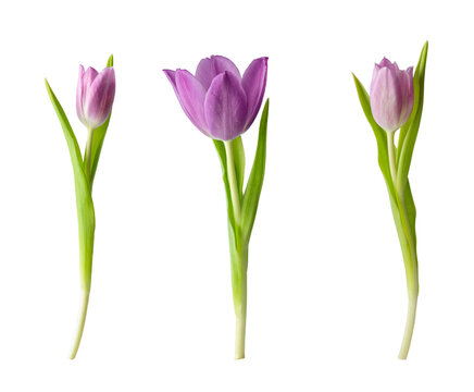 Purple tulip flowers isolated on transparent background. Springtime tulip flower for holiday decoration design.