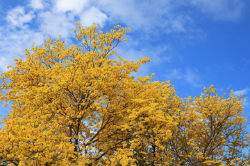 Fototapeta premium Tabebuia chrysantha or Handroanthus chrysanthus was declared the National Tree of Venezuela due to its status as an emblematic native species of extraordinary beauty.