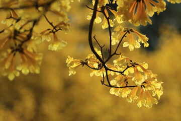 Tabebuia chrysantha or Handroanthus chrysanthus 
was declared the National Tree of Venezuela due to its status as an emblematic native species of extraordinary
beauty.