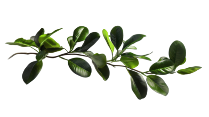 Branch of green leaves isolated on white background showing natural beauty, fresh foliage, plant elements for design, nature decor, and botanical themes.