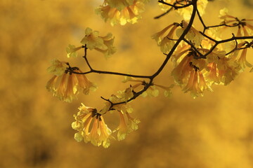 Tabebuia chrysantha or Handroanthus chrysanthus 
was declared the National Tree of Venezuela due to its status as an emblematic native species of extraordinary
beauty.