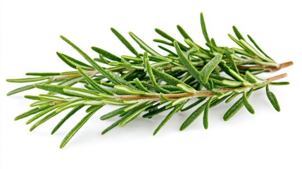Fototapeta premium Fresh Rosemary leaves isolated on white