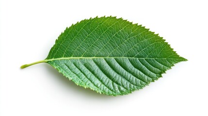 Fototapeta premium Green leaf, top view, white background
