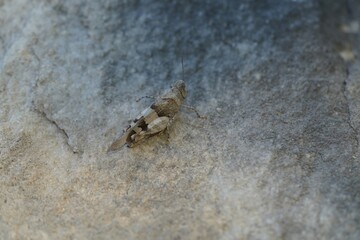 A grasshopper sits on a rock