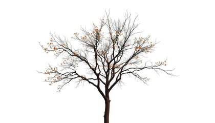 Obraz premium A lone deciduous tree, branches reaching skyward, stark against a pure white backdrop, majestic, summer