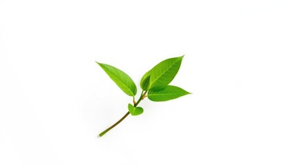 A single vibrant green plant, isolated on pure white background, detail, texture