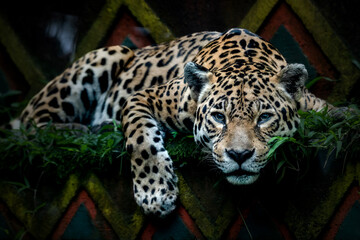 Portrait of the Jaguar watching the prey