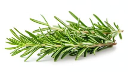 Fototapeta premium Fresh Rosemary Leaves Isolated on White