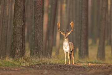 Daniel zwyczajny (Dama dama), fallow deer,