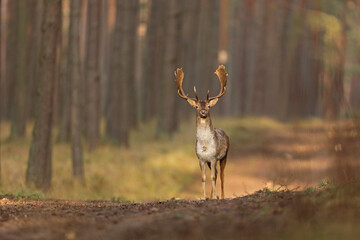 Daniel zwyczajny (Dama dama), fallow deer,