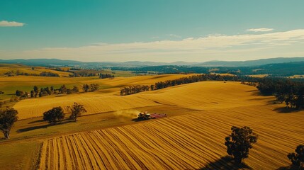 Fototapeta premium Harvesting Wheat in Golden Fields with Combine Harvester Under Blue Sky