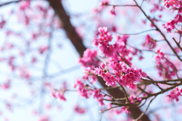 soft focus cherry blossom and tiger lily, pink and white flower background..