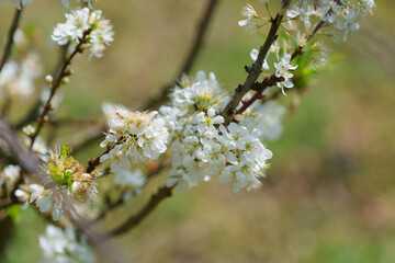soft focus cherry blossom and tiger lily, pink and white flower background.