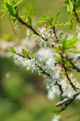 soft focus cherry blossom and tiger lily, pink and white flower background.