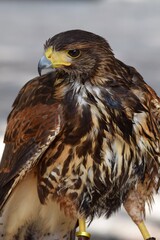 harris hawk bird of prey injured education ambassador
