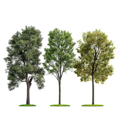 Obraz premium Three different types of trees, photorealistic, transparent background png