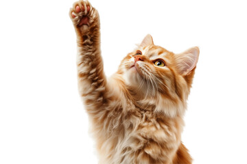 Playful cat raising paw png image transparent environment focused viewpoint adorable concept