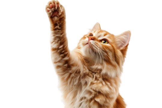 Playful cat raising paw png image transparent environment focused viewpoint adorable concept