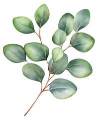 Fresh green leaf branch isolated on transparent background.