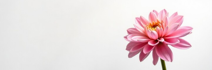 Obraz premium Single dahlia flower with fully opened petals against a crisp white background, petals, bloom, blossom