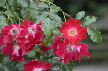 Closeup Rosa Dortmund knowna as red climbing rose with blurred background in summer garden