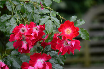 Closeup Rosa Dortmund knowna as red climbing rose with blurred background in summer garden