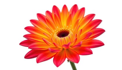 A single, vibrant flower, petals perfectly formed, isolated against a pure white background, white background, art