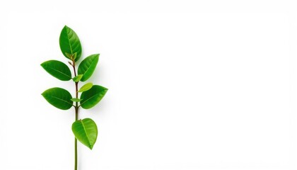 A single vibrant green plant, isolated against a pure white backdrop, branch, vegetation