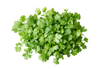 Obraz premium Fresh cilantro leaves png background transparent culinary herbs kitchen top view nature concept