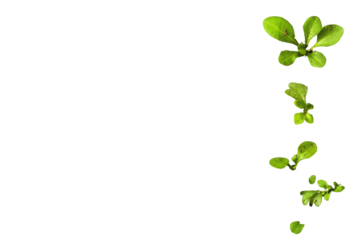 Vibrant green plants png on transparent background nature imagery clean environment minimalist viewpoint