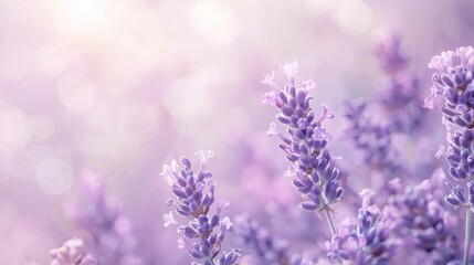 Fototapeta premium Beautiful lavender flowers blooming in soft sunlight create a serene atmosphere in a garden during late spring