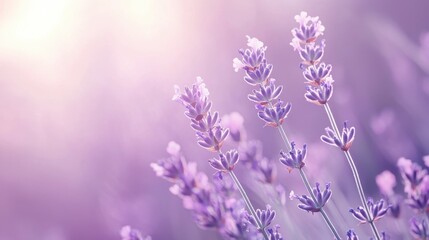 Fototapeta premium Beautiful lavender flowers blooming in a serene field during the golden hour showcasing vibrant colors and delicate petals