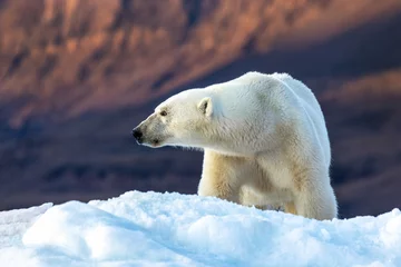 Fototapete Rund Polar bear, ursus maritimus, and the red rock mountains of Vikinge Bay, Scoresby Sund, Greenland. Side view of an adult female sitting on a blue iceberg. © Rixie