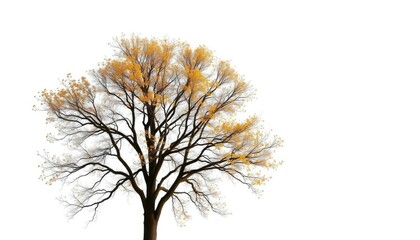 Fototapeta premium A lone deciduous tree, branches reaching skyward, stark white background, scenic, background