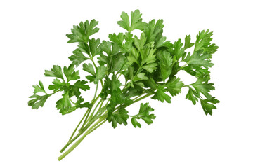 Fresh green parsley png background transparent culinary herb natural setting close-up botanical concept